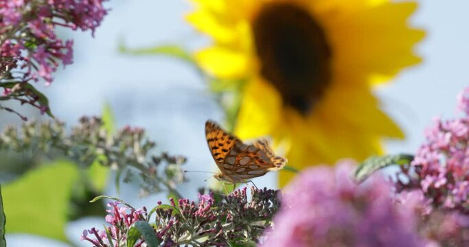 Bumblebee on sunflower, butterfly, comma (Polygonia c-album), on butterfly-bush (Buddleja davidii), Reppenstedt, Lower Saxony, Germany, Europe