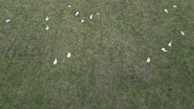flock of sheep in field from drone view