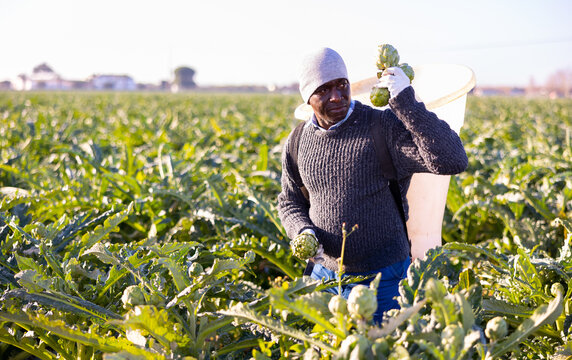 African-american man gardener harvesting fresh artichokes on plantation.