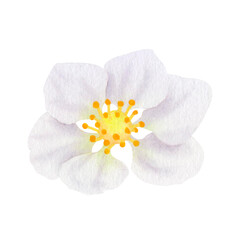 Strawberry flower isolated on transparent background. Watercolor hand drawn illustration. For advertising, packaging, menus, invitations, business cards, postcards, printing.