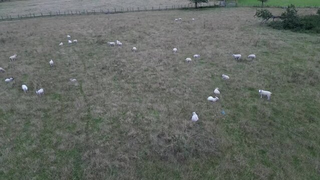 flock of sheep in field from drone view