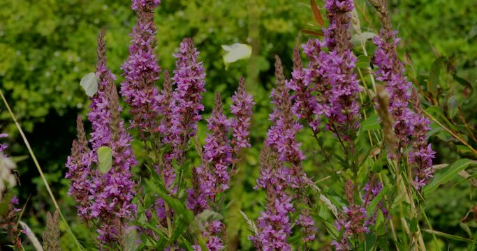 Butterflies, brimstone (Gonepteryx rhamni), bees, purple loosestrife (Lythrum salicaria), banks of the river Luhe, Garstedt, Lower Saxony, Germany, Europe
