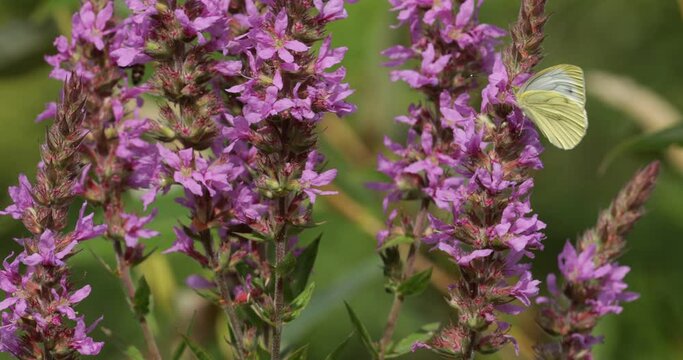 Butterfly, brimstone (Gonepteryx rhamni), bee, purple loosestrife (Lythrum salicaria), bank of the Luhe, Garstedt, Lower Saxony, Germany, Europe