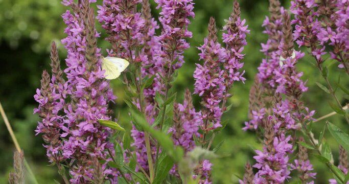 Butterflies, brimstone (Gonepteryx rhamni), bees, purple loosestrife (Lythrum salicaria), banks of the river Luhe, Garstedt, Lower Saxony, Germany, Europe