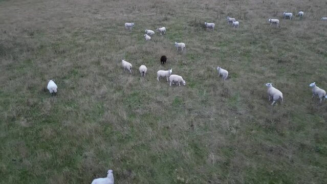 flock of sheep in field from drone view