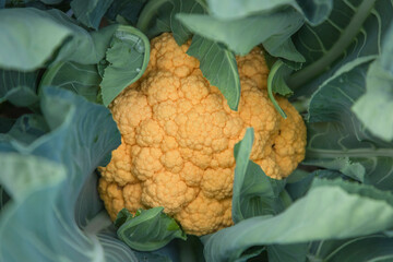baby orange cauliflower growing in a farm in winter - 638182688