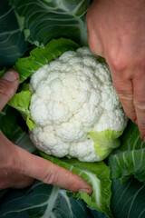 small growing cauliflower about to be harvested by the farmer's hands - 638182864