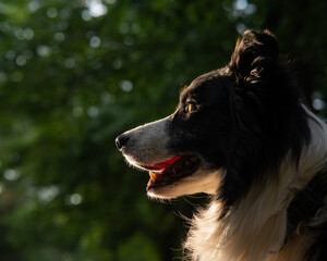 Portrait of a black and white border collie walking in the woods at sunset. 