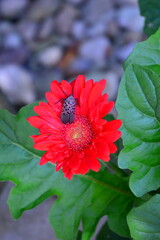 Invasive spotted lanternfly insect on red gerber daisy