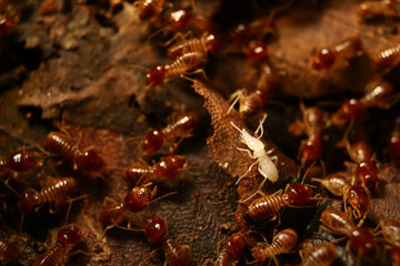 Termites walking in nature background.
