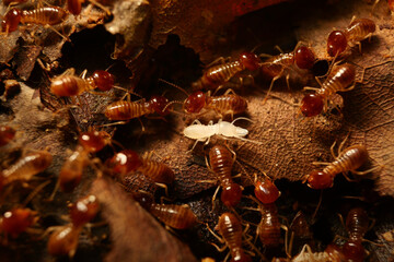 Termites walking in nature background.