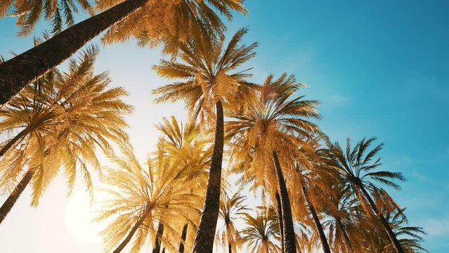 view of the palm trees passing by under blue skies