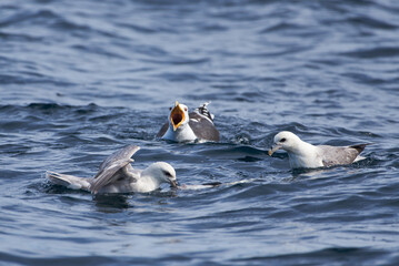 A great black-backed gull and fulmars fighting for a dead cod fish in the Arctic Ocean in Northern Norway.