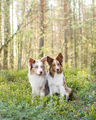 two dogs together in nature. Identical marble border collies. Cute pets outside 