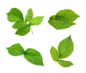 Set with green raspberry leaves isolated on white