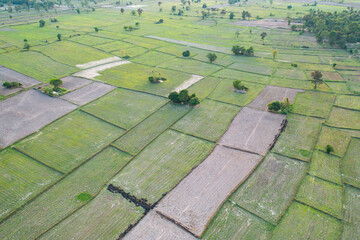 Obraz premium Aerial top view of fresh paddy rice, green agricultural fields in countryside or rural area in Asia, Thailand. Nature landscape