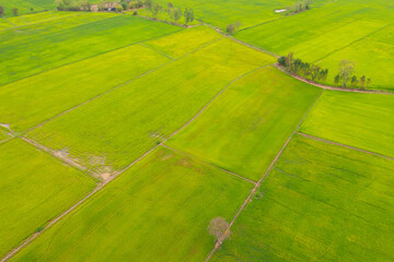 Aerial top view of fresh paddy rice, green agricultural fields in countryside or rural area in Asia, Thailand. Nature landscape