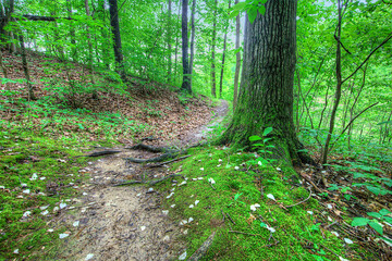 Petals on the Path.  Fallen dogwood petals decorate the lake trail.  Tywappity Lake, Chaffee Missouri 