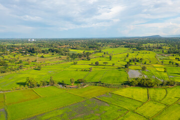 Aerial top view of fresh paddy rice, green agricultural fields in countryside or rural area in Asia, Thailand. Nature landscape