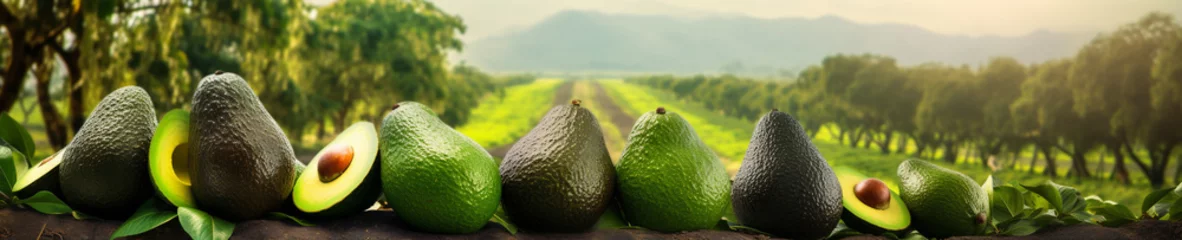 Foto op Canvas A Banner Photo of Avocados Growing on a Farm © Nathan Hutchcraft