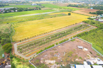 Aerial top view of fresh paddy rice, green agricultural fields in countryside or rural area in...