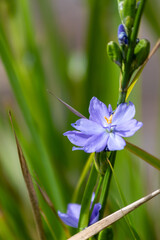 Blue-eyed Iris