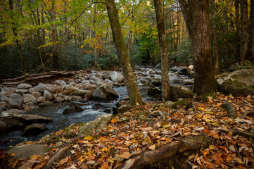 Creek Runs Alongside Trees Chanigng Color in Autumn