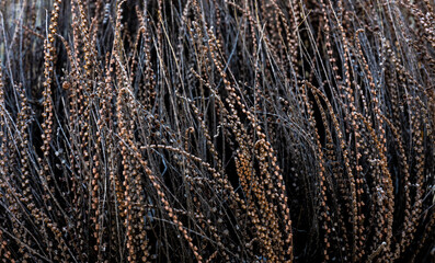 Dried Plants Tangled Together Fill The Frame