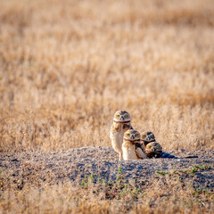 Burrowing owls on a prairie emerging from hole