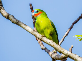 Double-eyed Fig Parrot in Queensland Australia