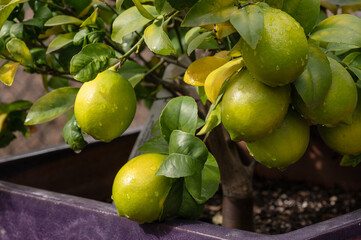 Meyer lemons ripening on the tree