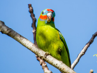 Double-eyed Fig Parrot in Queensland Australia