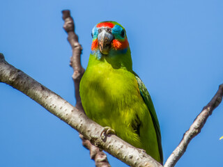 Double-eyed Fig Parrot in Queensland Australia