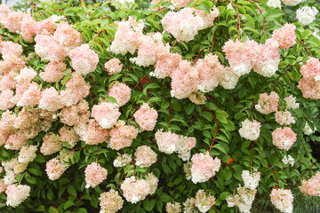 Vibrant blooms signify emotions: red for love, white for purity. Flowers mirror feelings, a...