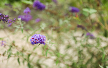 Vibrant blooms signify emotions: red for love, white for purity. Flowers mirror feelings, a universal language of beauty and sentiment