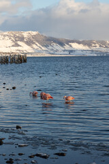 Flamencos en el mar de Puerto Natales