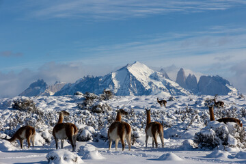 Guanacos y las Torres del Paine