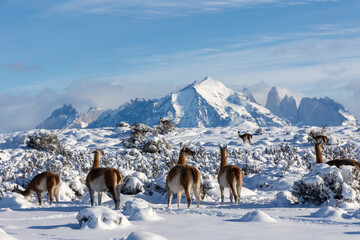 Guanacos y las Torres del Paine, Magallanes