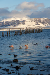 Flamencos en Puerto Natales durante el invierno