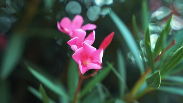 Pink flowers of Nerium oleander blooming at daylight on flowerbed. Pinkish petals of oleander blossoming on flower garden background