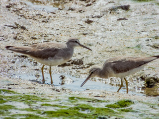 Grey-tailed Tattler in Queensland Australia