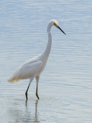 Little Egret in Queensland Australia