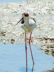Pied Stilt in Queensland Australia