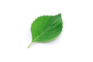 Tree Basil leaf (Ocimum gratissimum) isolated on white background.
