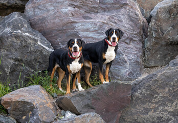 Two Greater Swiss Mountain Dogs on a rocky ledge