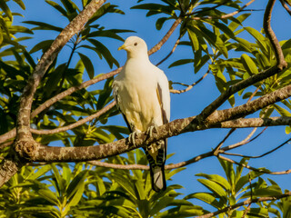 Torresian Imperial Pigeon in Queensland Australia