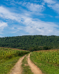 Fototapeta na wymiar A dirt road through a corn field in Pine Grove Township, Warren County, Pennsylvania, USA on a sunny summer day