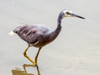 White-faced Heron in Queensland Australia