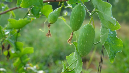 Close up fruits of ivy gourd plant in the morning
