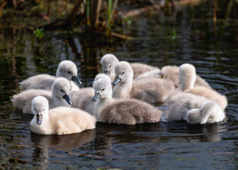 Ten Mute Swan cygnets gathering with their parents nearby